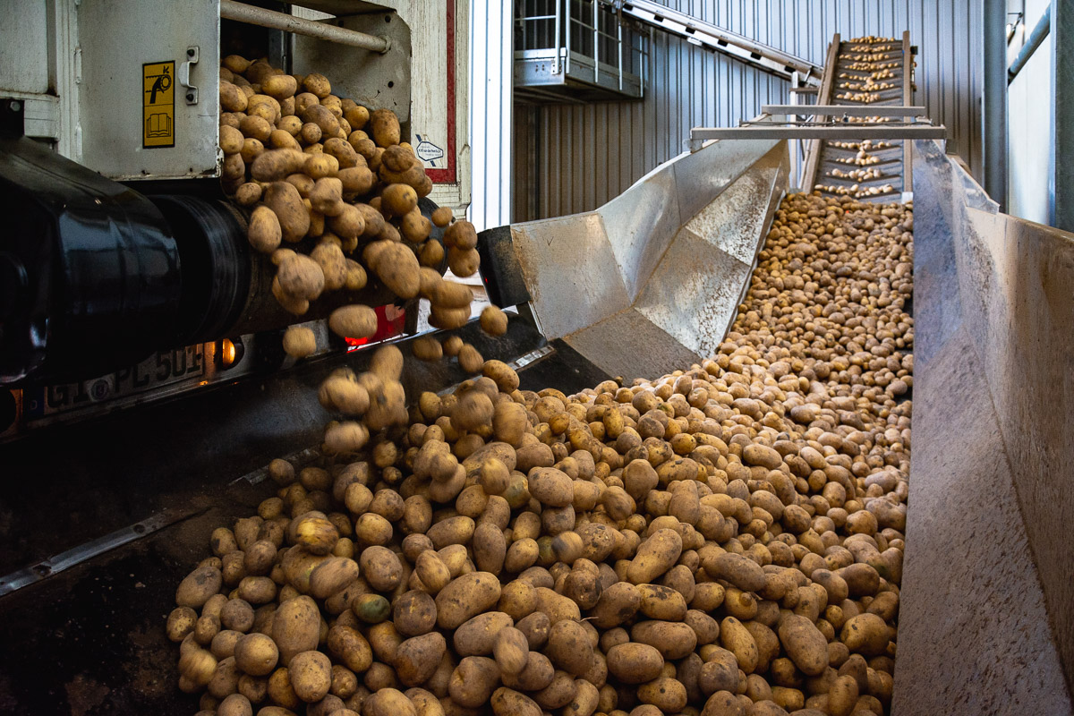 Kartoffeln auf den Förderbändern in der Verarbeitung
