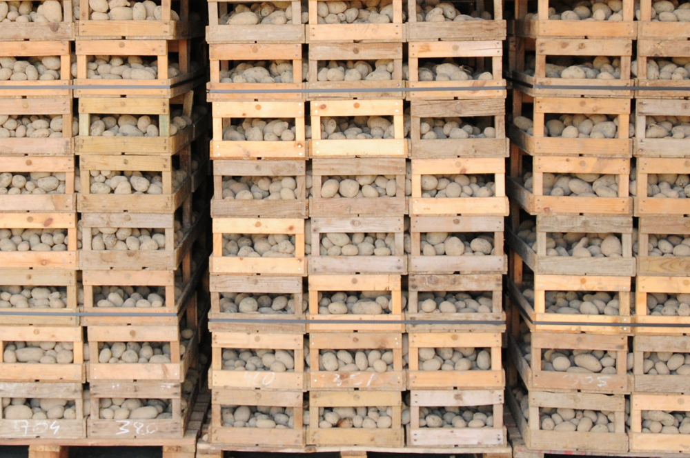 Unzählige Holzkisten mit Kartoffeln sind auf- und nebeneinander gestapelt