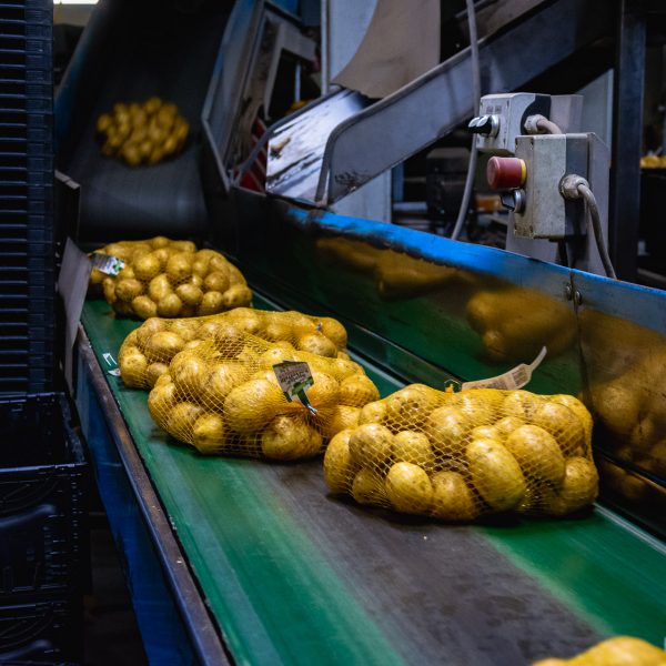 Kartoffeln werden verpackt, einer der Vorgänge, den die Produkte von Kartoffel Bausch durchlaufen müssen