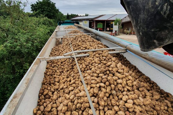 Kartoffel Abholung LKW