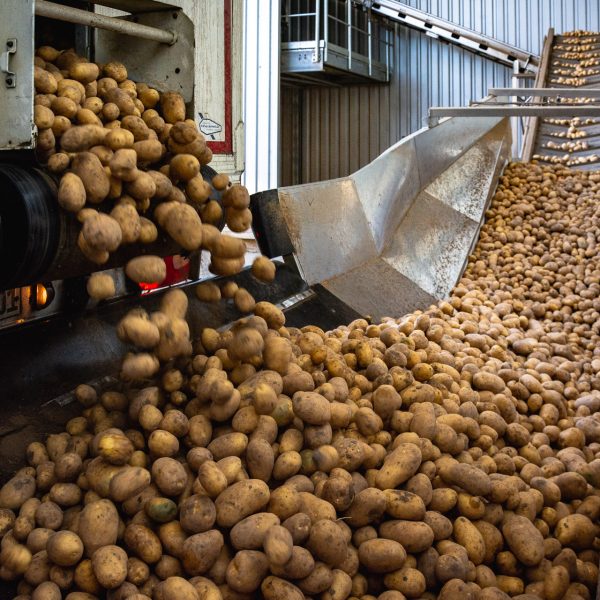 Warenannahme der Kartoffeln über Schütte