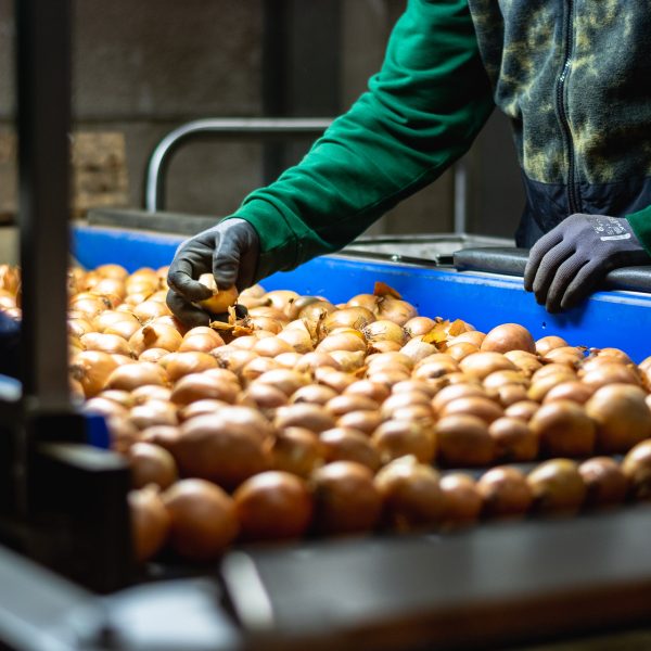 Zwiebeln werden von einem Mitarbeiter sortiert