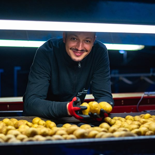 Handarbeit - Sichtung der Kartoffeln